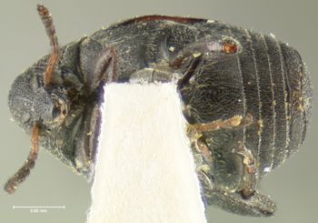 Media type: image;   Entomology 8194 Aspect: habitus ventral view
